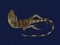 藏品(斯文豪氏攀蜥)的圖片